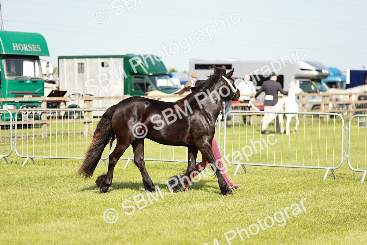SBM_00694 - Class 14-23 - Mountain & Moorland In Hand Non Welsh