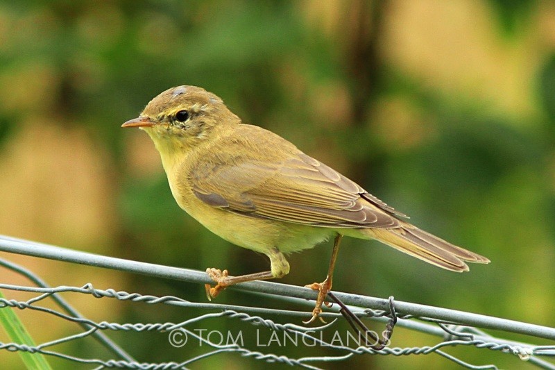 Willow Warbler - All Other Birds