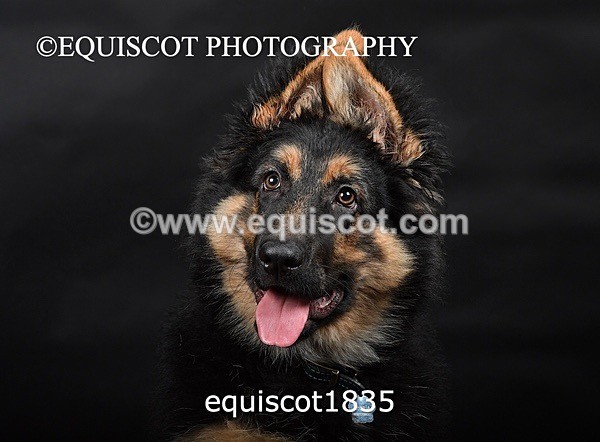 equiscot1835 - RONNIE