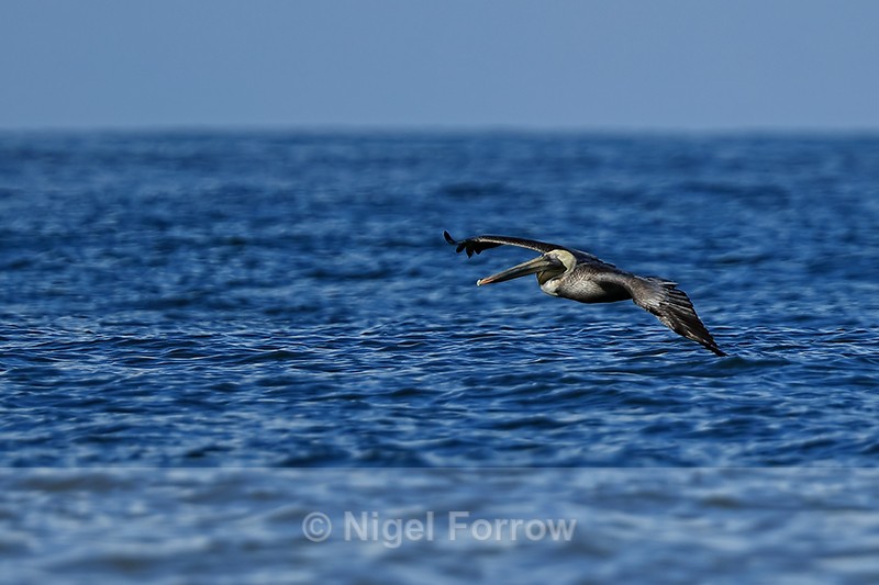 Brown Pelican gliding low over sea, Costa Rica - Brown Pelican