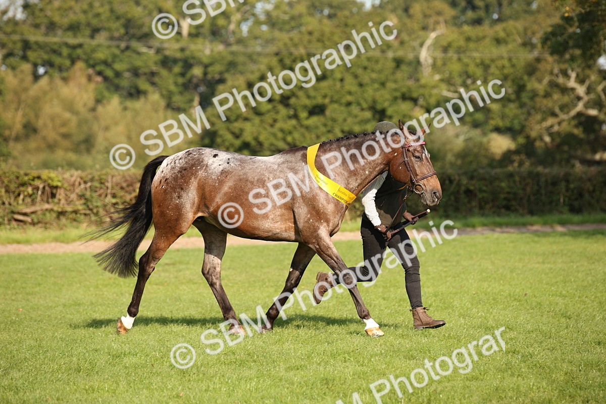 SBM_59400 - S52 - Other Coloured Horse In Hand