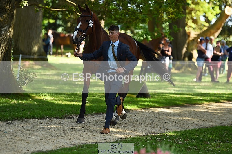 230524-160252-00639 - 201-JAEGER_MASTER-Tom_Woodward-WEDTrotUp+DR
