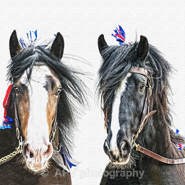 Pair of Shires - Square Cards