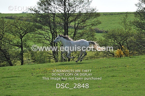 DSC_2848 - ARCHIVE REQUEST - Quincy and Guinness