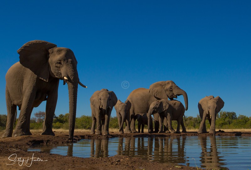 Elephants at Mashatu Hide 4