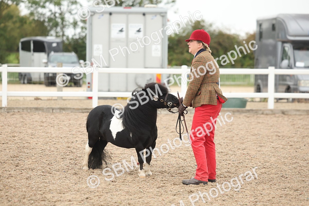SBM_19416 - Class 317 - IH Pure Bred Horse-Pony
