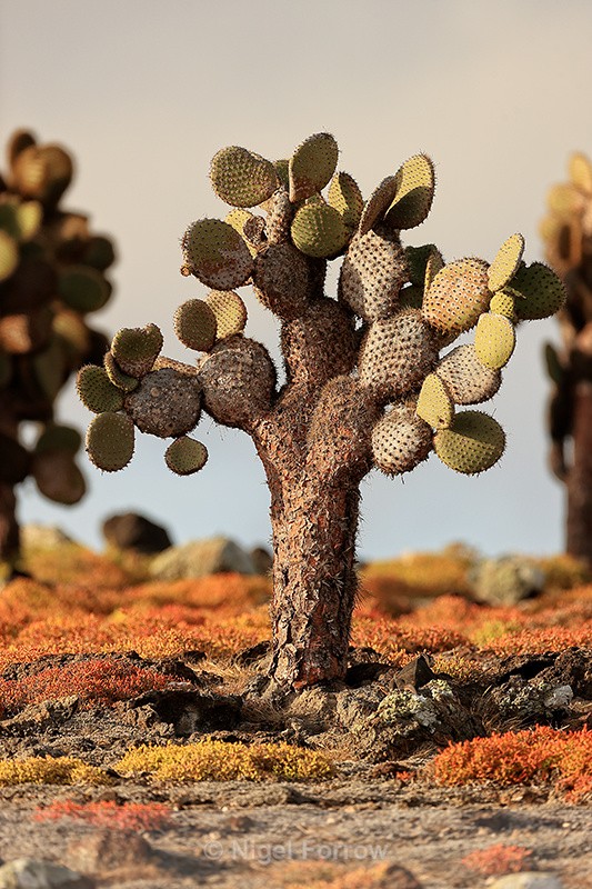 Prickly Pear Cactus, South Plaza, Galapagos - PLANTS