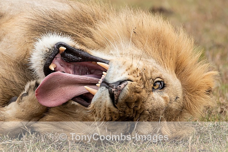 Lion - Mara North ~ Cats