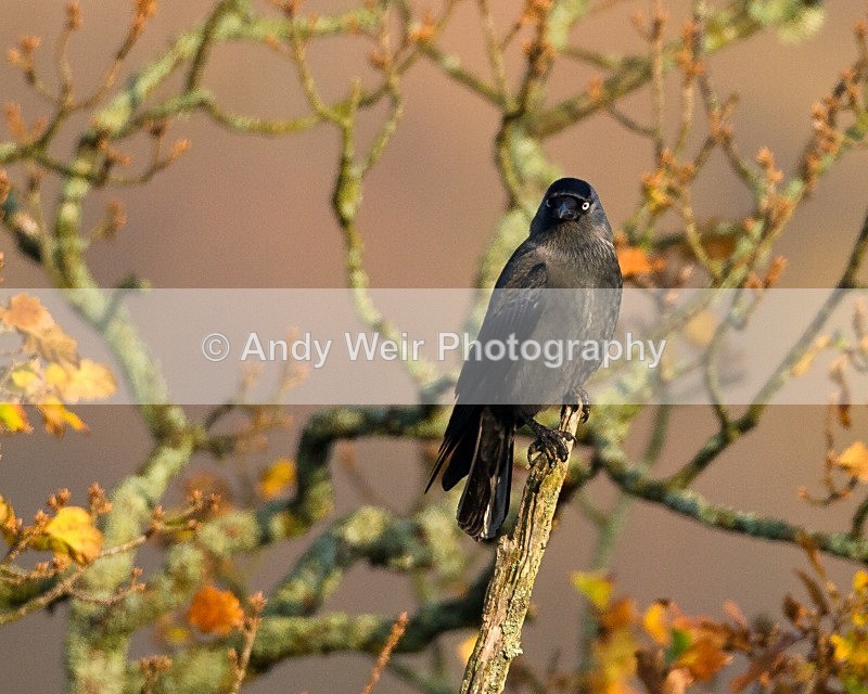 20111120-_MG_7700 - Jackdaw