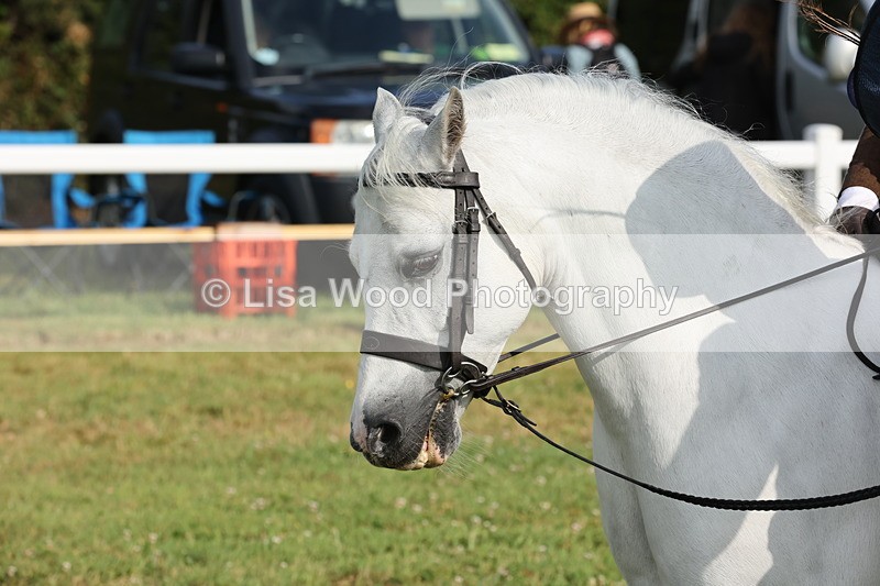 JPP_0453 - Class 14: Cornish Combination Leading Rein