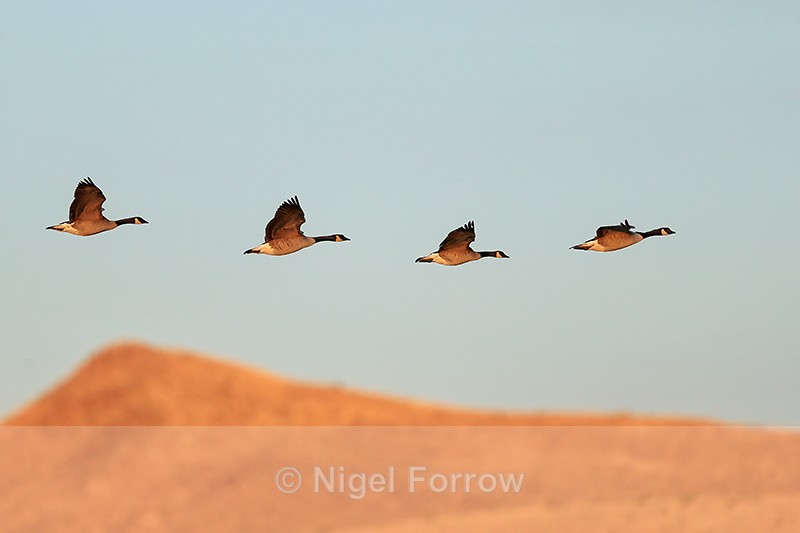 Canada Geese flying early morning, Bosque del Apache, New Mexico - Canada Goose