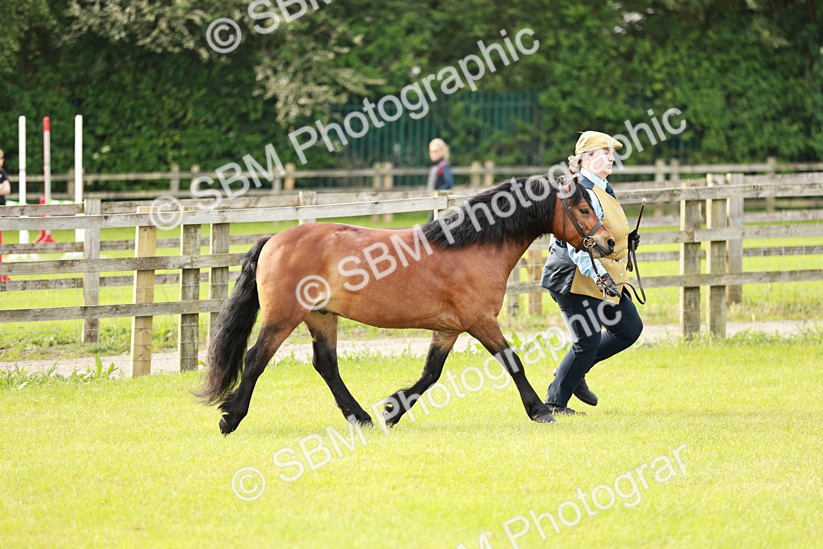 SBM_00457 - Class 14-23 - Mountain & Moorland In Hand Non Welsh