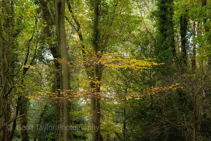 Bricky Pond Common 3 - Mindfulness and Meditation
