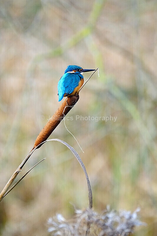  - Wildlife and Nature
