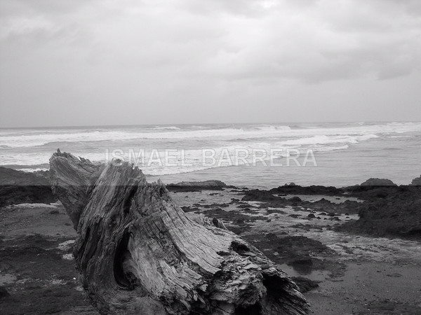 Shank - Beach