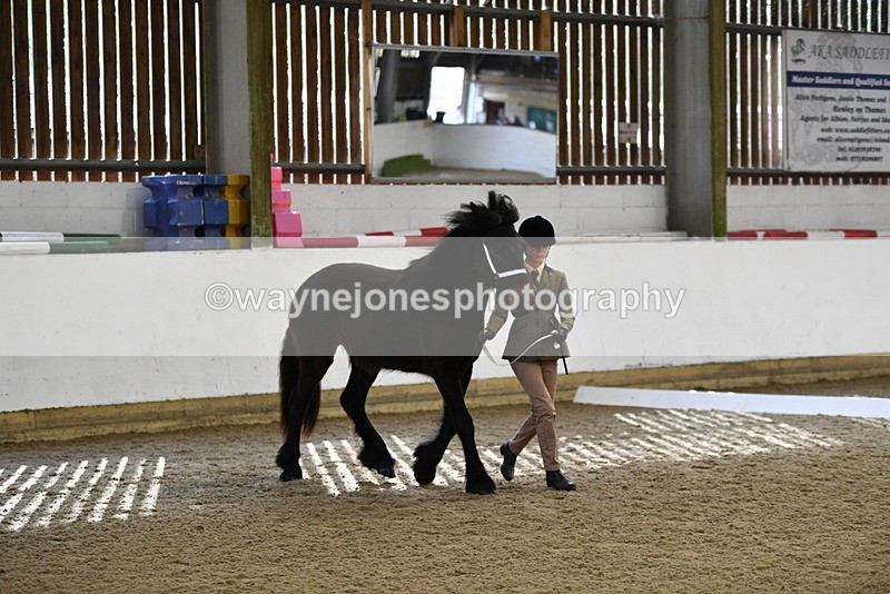 WJ5_4232 - Class 6 In hand M&M - Large Breeds