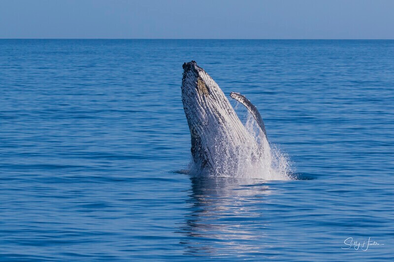 0A3A8615 - 2024 Hervey Bay Whales