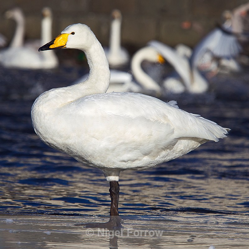 Whooper Swan (adult), Tjörnin, Reykjavik - Whooper Swan