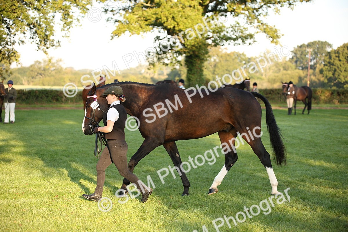 SBM_56863 - S49 - Riding Horse & Hack & Thoroughbred In Hand