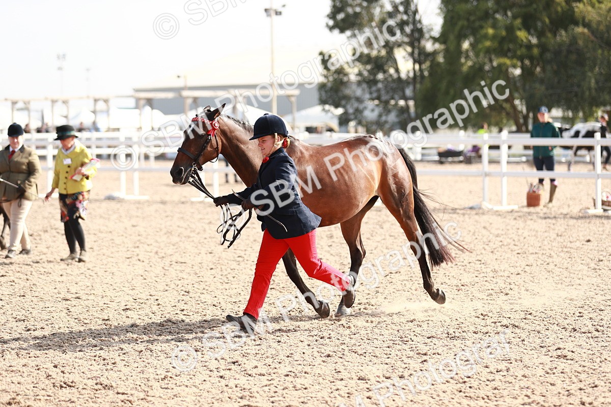 SBM_11109 - Class 205 IH Show Pony/ Show Hunter Pony