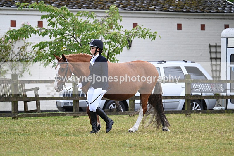 WJ7_6010 - Class 4a Prettiest Mare over 14hh
