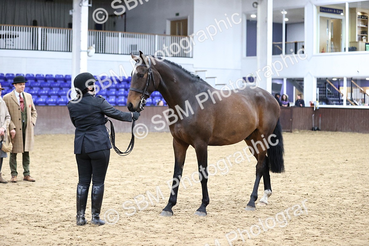 SBM_5753 - Class 3 - BSHA In Hand Show Hunter