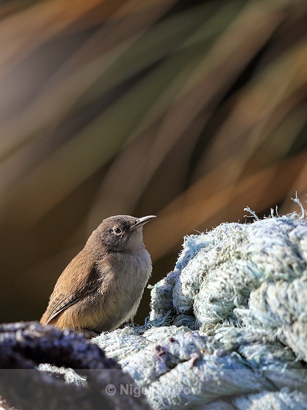 Cobb's Wren on old rope, Carcass Island, Falklands - Cobb's Wren