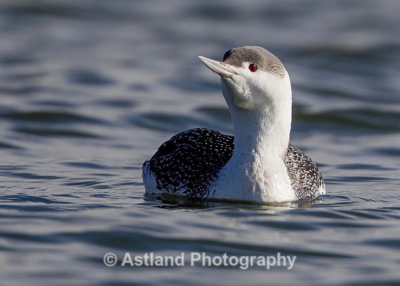 Astland Photography, Bird and Wildlife Images, Susan and Peter Wilson, U.K.