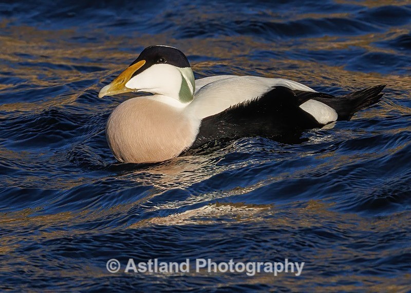Eider Duck - Latest Images