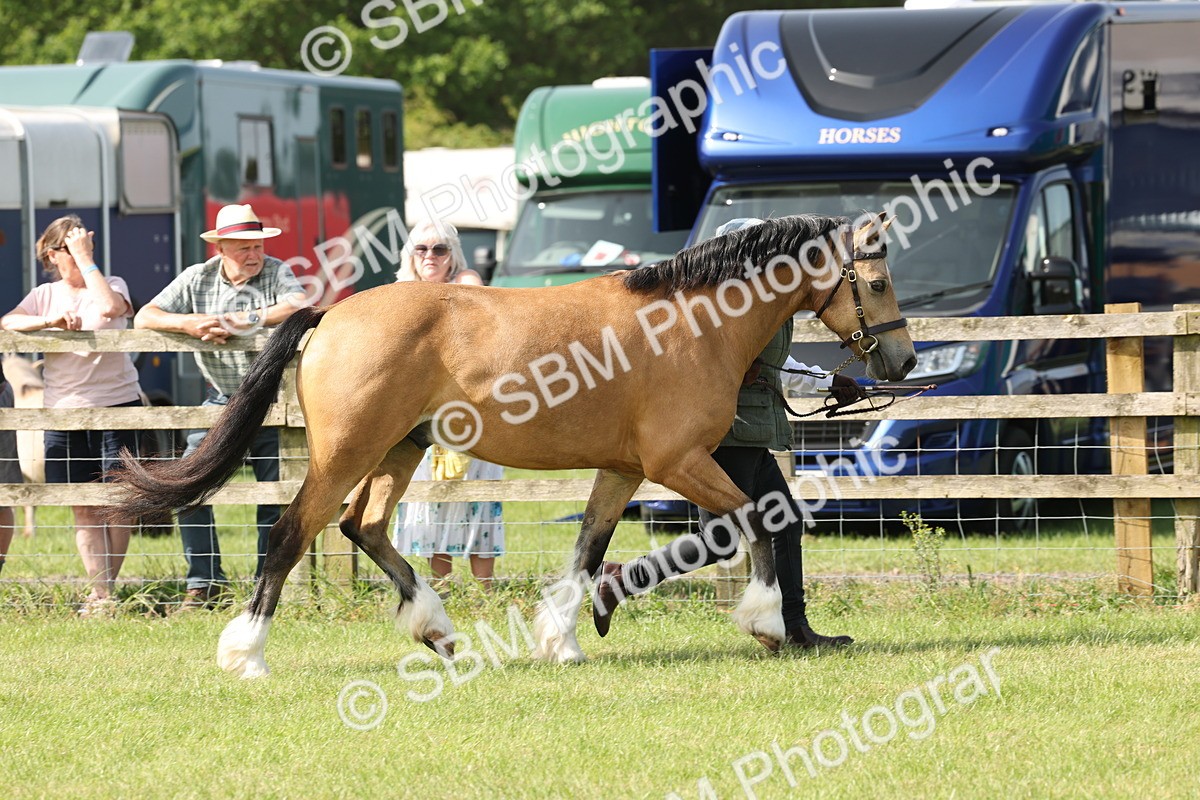 SBM_02087 - Class 6-13 - Mountatin and Moorland In Hand Welsh Breeds