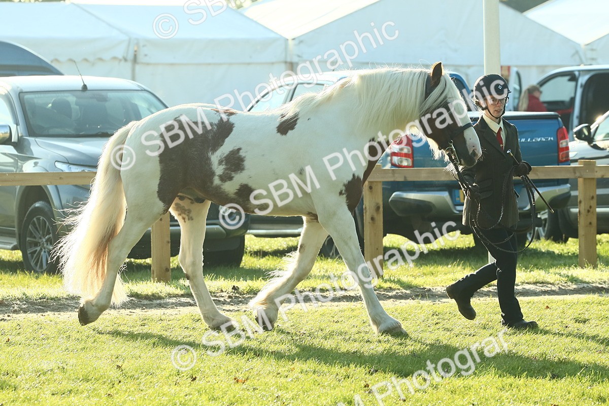 SBM_57417 - S37 - Starters In Hand Showing
