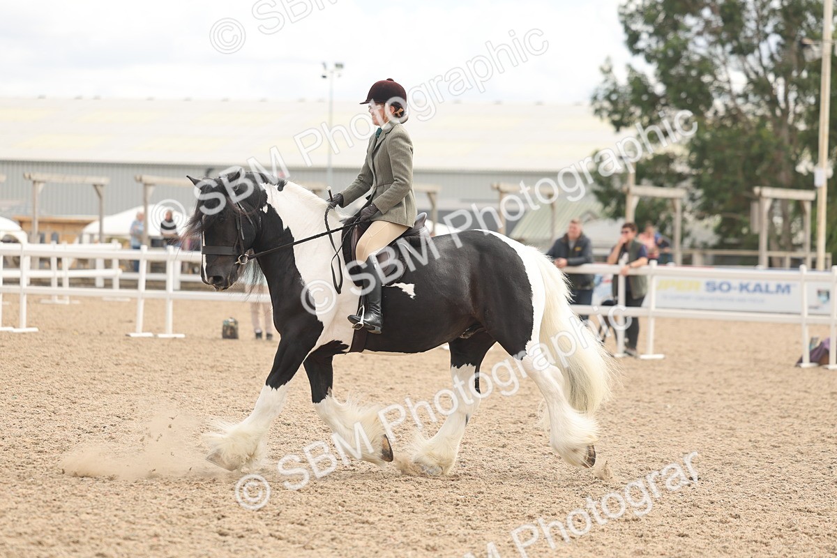 SBM_14768 - Class 308 - Ridden Coloured Horse