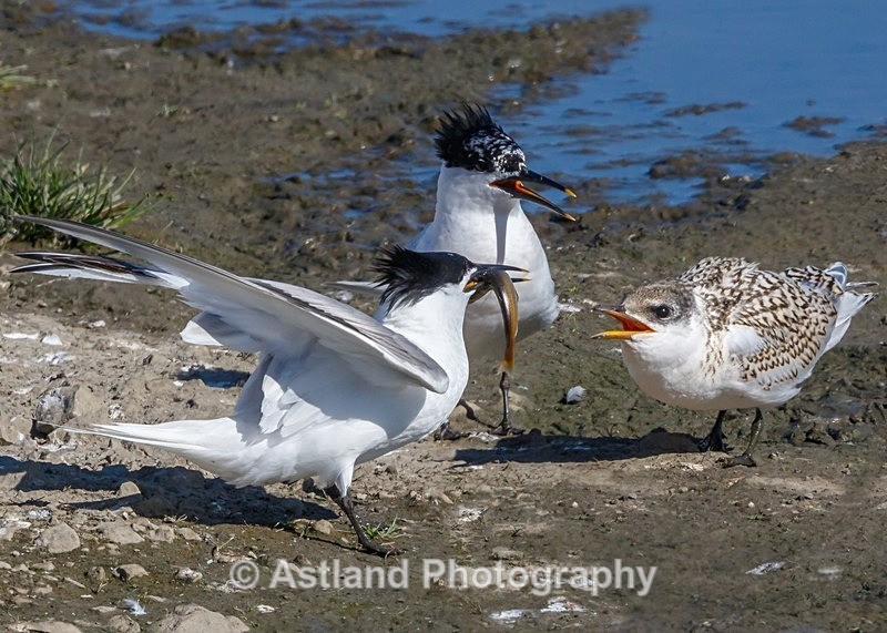 Astland Photography, Bird and Wildlife Images, Susan and Peter Wilson, U.K.