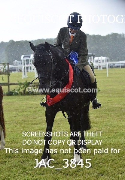 JAC_3845 - 65cm WORKING HUNTER