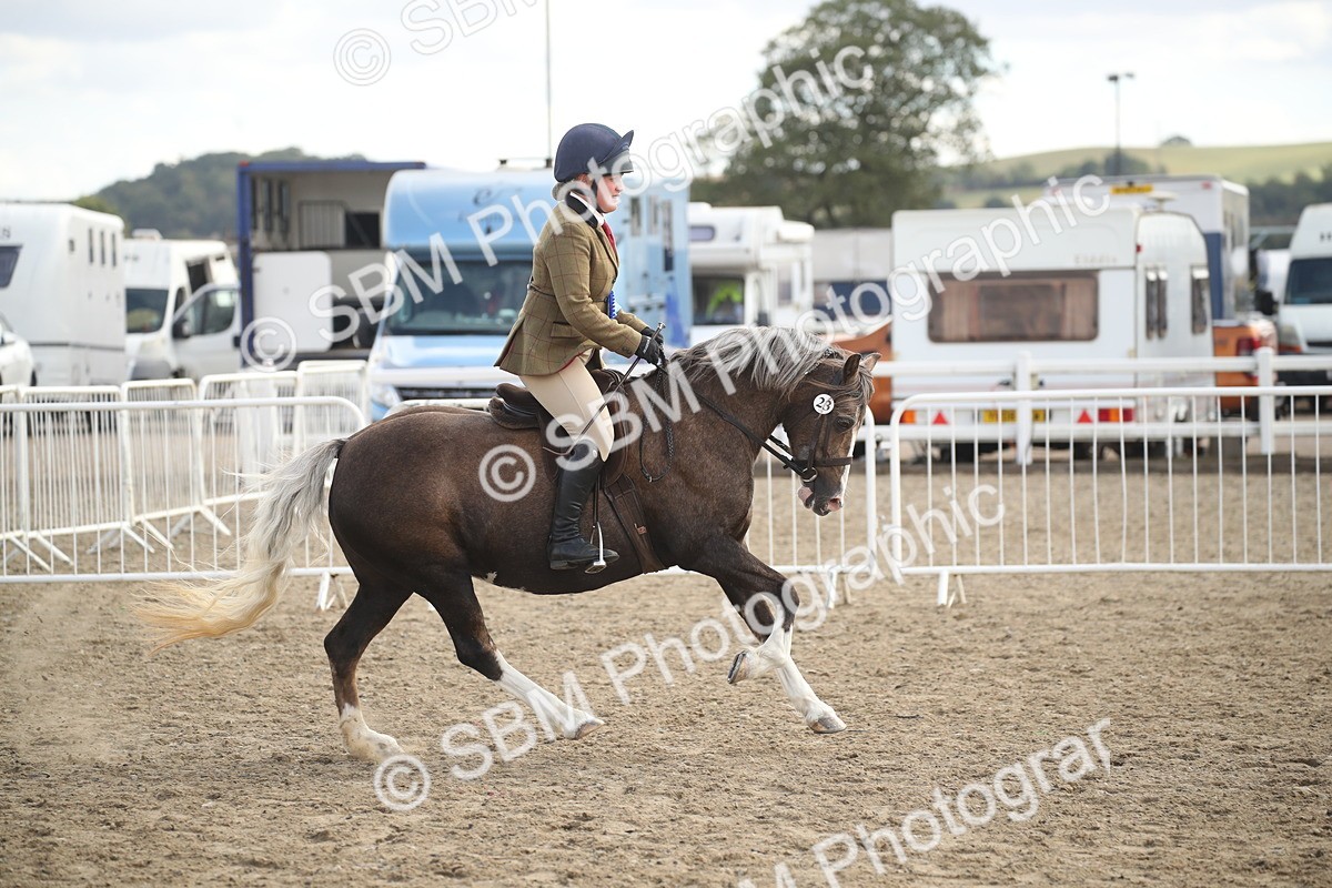 SBM_15200 - Class 505b - M&M Working Veteran - 50cm (20+)