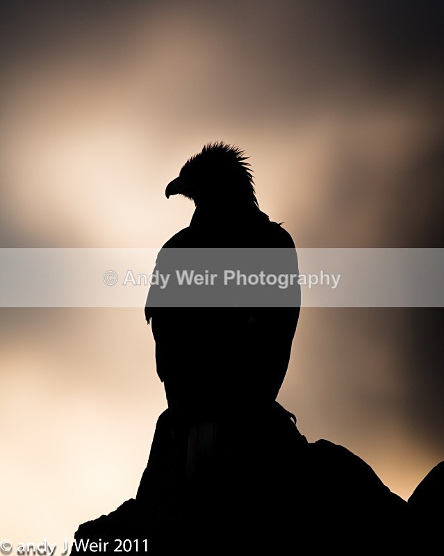 - Golden Eagle