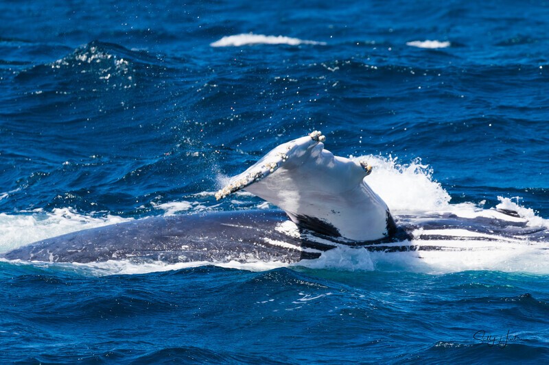 Pectal Wave 1 0A3A3769 - Humpback Whales