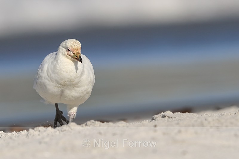 Snowy Sheathbill, Sea Lion Island, Falklands - Snowy Sheathbill