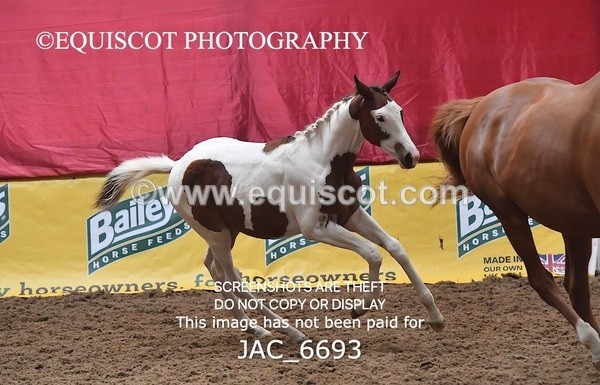 JAC_6693 - 15 Ziggy of Westoak