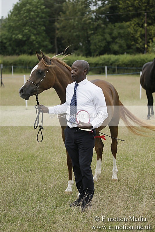 B230619-0853 - Bourne Valley Riding Club Summer Show 23/06/19