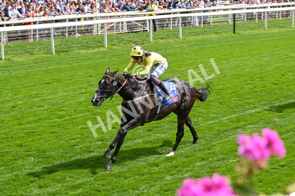 260725-Race 3-Royal Champion-7445 - Race 3 2.40pm Sky Bet York Stakes
