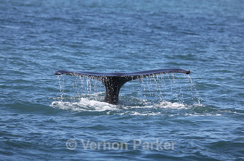 Fluking Humpback - Iceland
