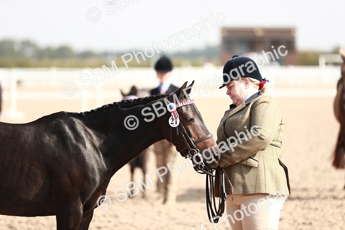 SBM_11115 - Class 205 IH Show Pony/ Show Hunter Pony