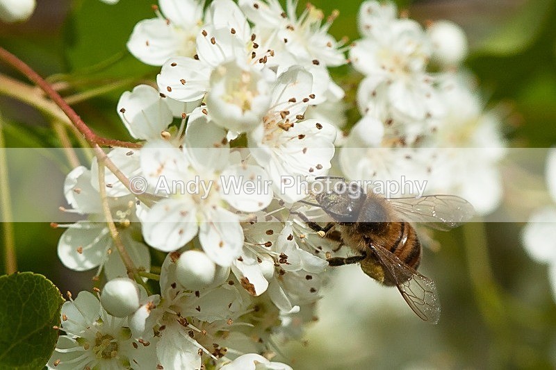 20120610-_MG_0373 - Insects