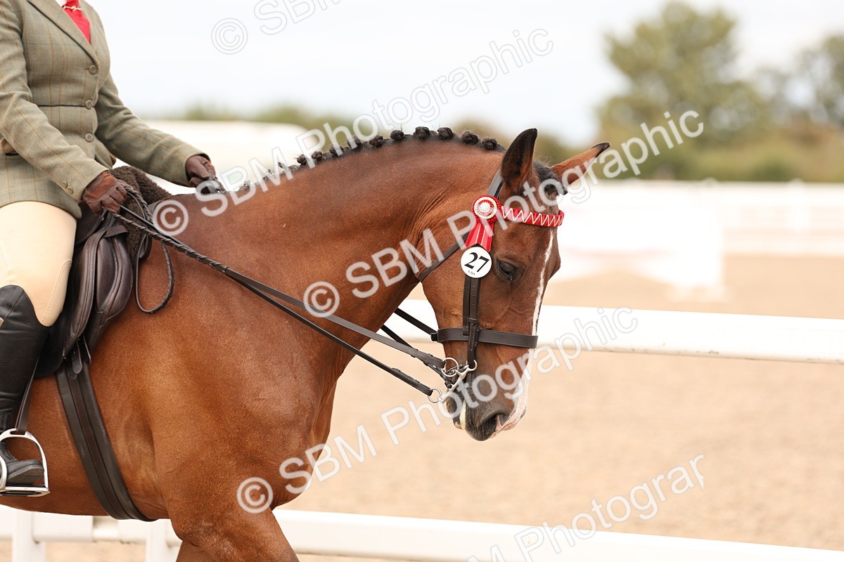 SBM_17299 - Class 214 - Ridden Hack Riding Horse