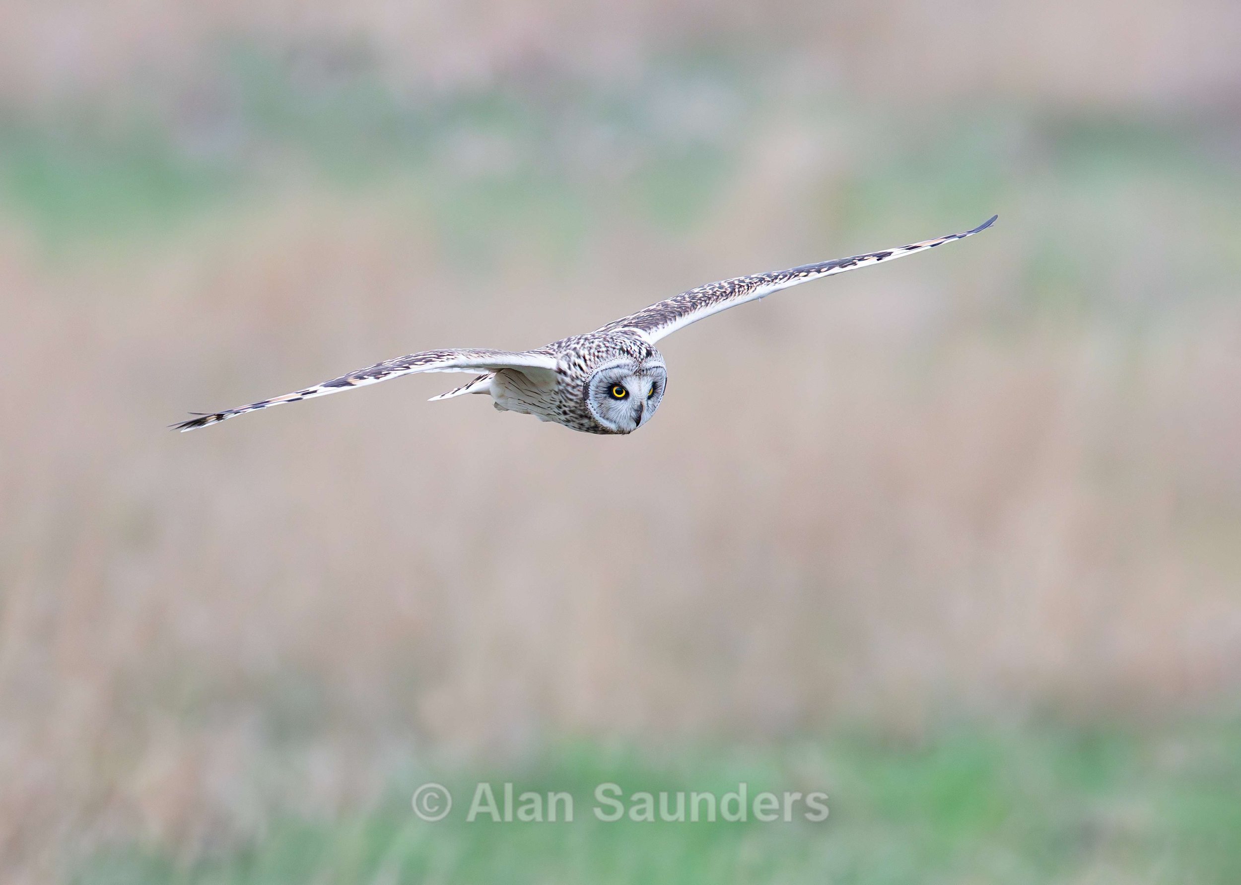 Short Eared Owl