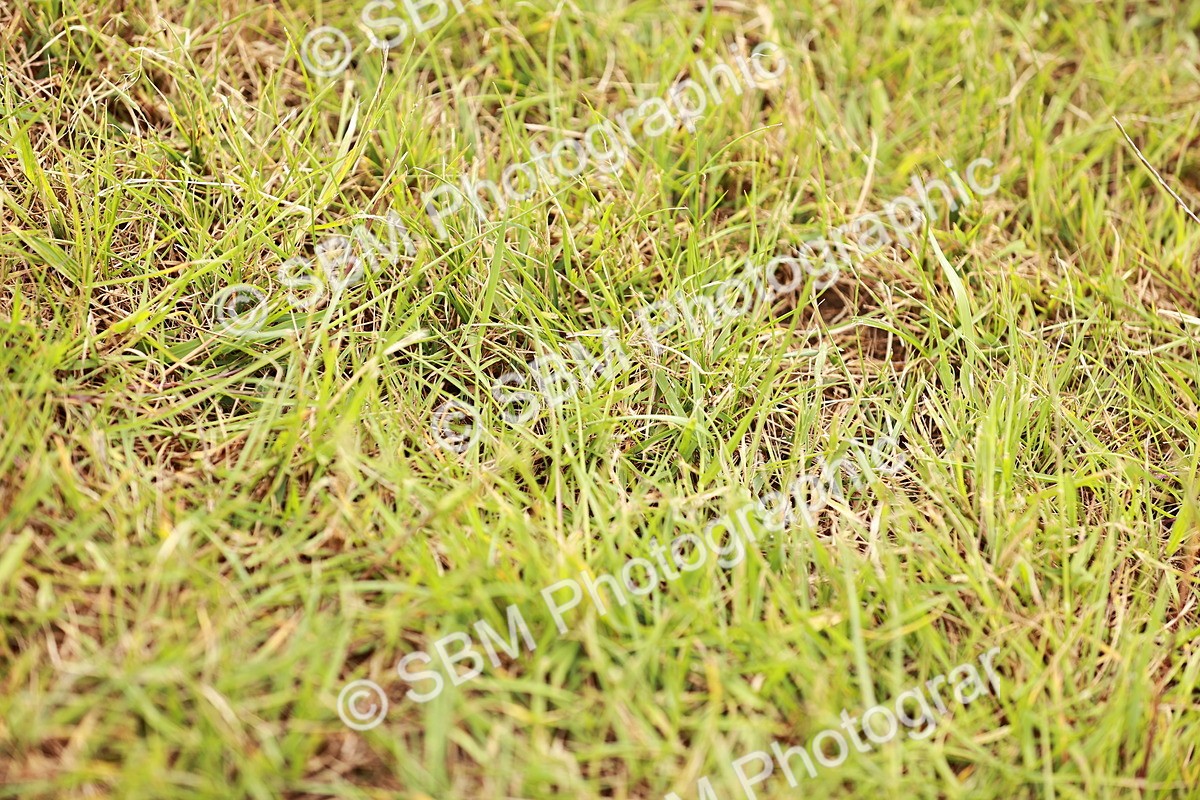 SBM_06079 - Class 39-41 TGCA In Hand and Ridden