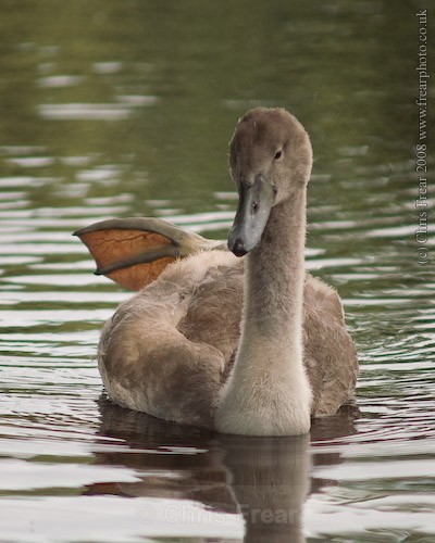  - Animals/ Wildlife