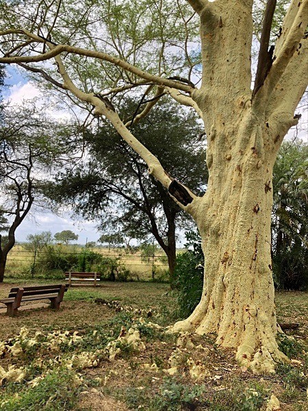 Fever Tree, South Africa - LANDSCAPES & TREES