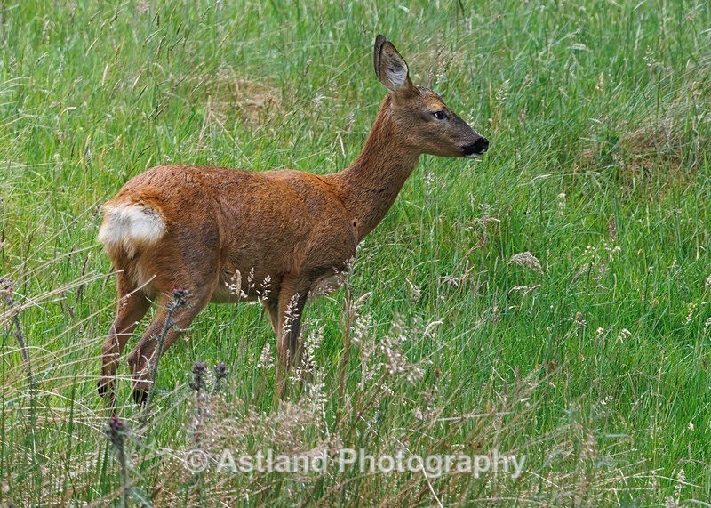 Roe Deer - Latest Images